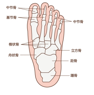 关于宝宝的双脚的知识